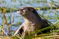 River Otter
