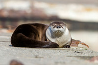 River Otter