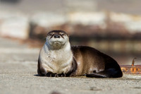 River Otter