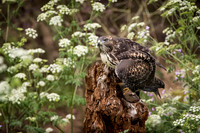 Redtail Hawk Juvenile with stolen gopher