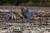 Sandhill Cranes dance at sunset
