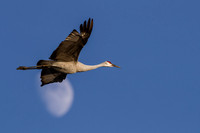 Sandhill Crane