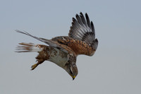 Various Hawks & Harriers