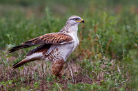 Ferruginous Hawk