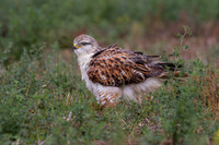 Ferruginous Hawk