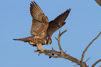 Peregrine Falcon (juvenile)