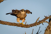 Peregrine Falcon (juvenile)
