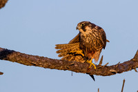 Peregrine Falcon (juvenile)
