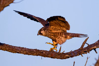 Peregrine Falcon (juvenile)