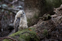 Spotted Owl baby