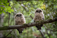 Spotted Owl Babies