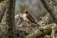 Redtail Hawk chicks