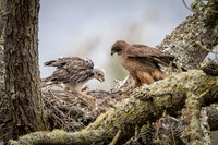 Redtail hawk baby with mom