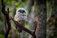 Spotted Owl baby