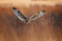 Short-Eared Owl on the hunt