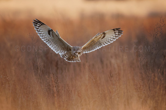 Short-Eared Owl on the hunt