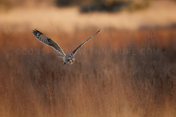 Short-Eared Owl on the hunt