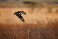 Short-Eared Owl on the hunt