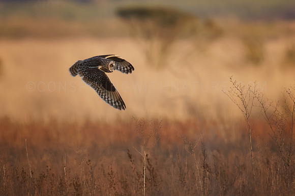 Short-Eared Owl on the hunt