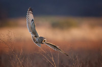 Short-Eared Owl on the hunt