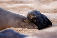 Baby Elephant Seal with mom