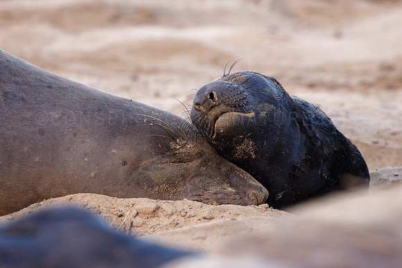 Baby Elephant Seal with mom