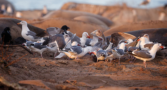 Birds devouring Elephant Seal placenta