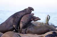 Fighting Elephant Seal bulls