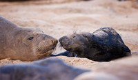 Baby Elephant Seal with mom