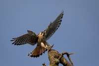 Kestrel