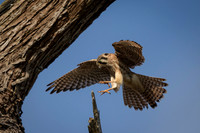 Kestrel