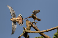 Kestrel juveniles rough-housing