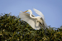 Egret