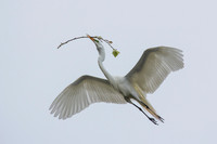 Egret nestbuilding