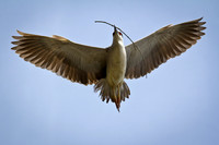 Black-Crowned Night Heron
