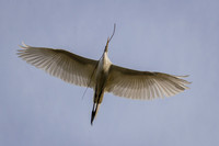 Egret
