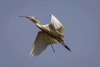 Cattle Egret
