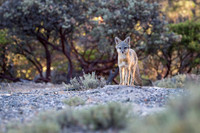 Gray Fox