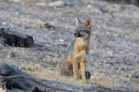 Gray Fox