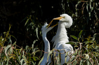 Egret Chicks with mom