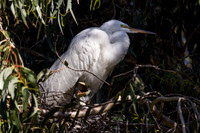 Egret Chicks with mom