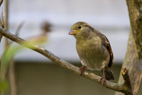 House Sparrow