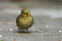 House Sparrow