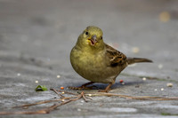 House Sparrow