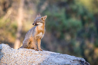 Gray Fox