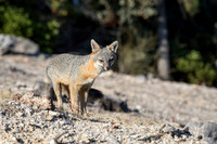 Gray Fox
