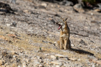 Gray Fox