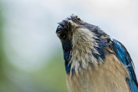 Western Scrub Jay
