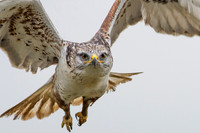 Ferruginous Hawk