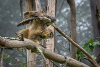 Great Horned Owlet stretches its wings in the fog